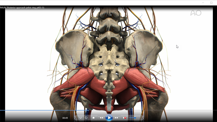 Pelvis anatomy