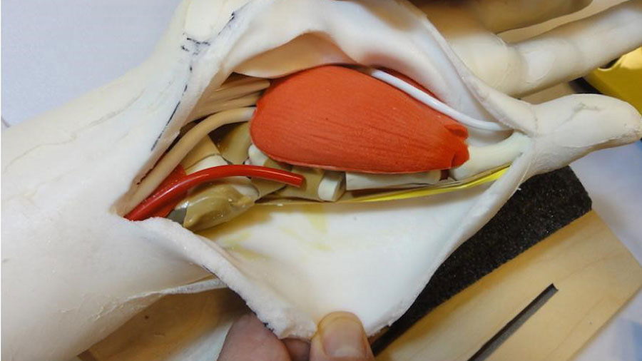 Practical exercise from the hand and wrist course