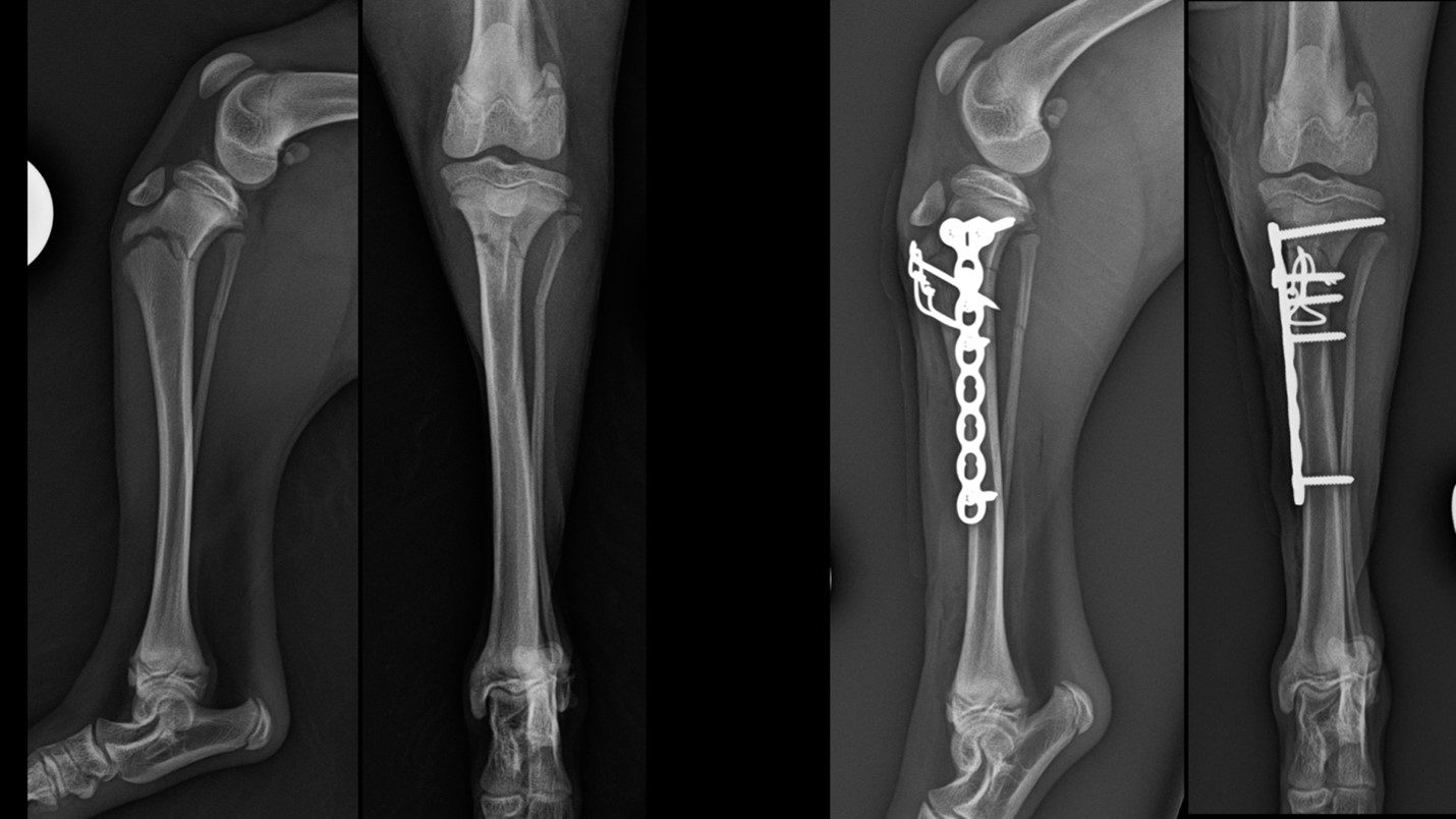 2024_10-Blog_Beierer_Toy_breed_Picture1