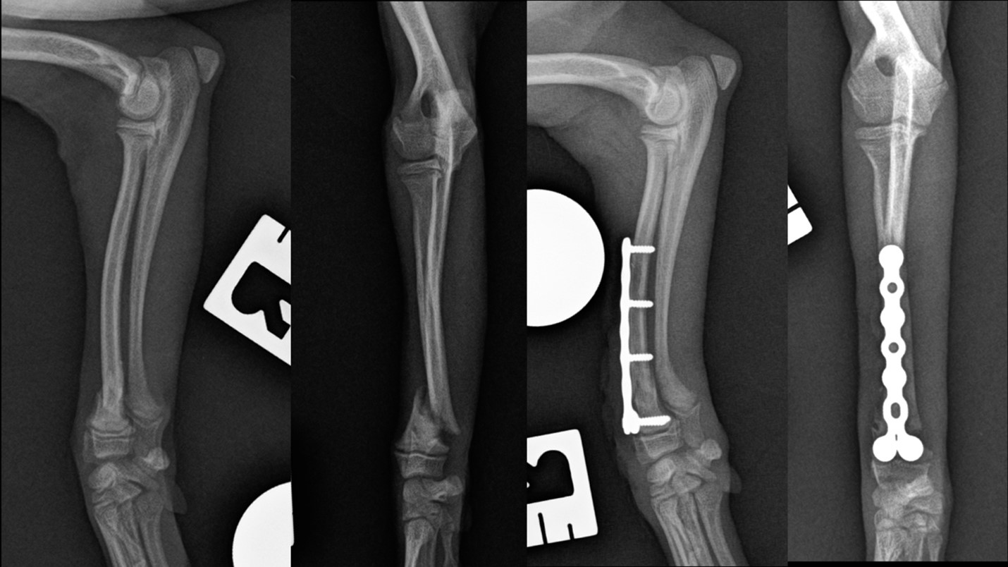 2024_10-Blog_Beierer_Toy_breed_Picture2