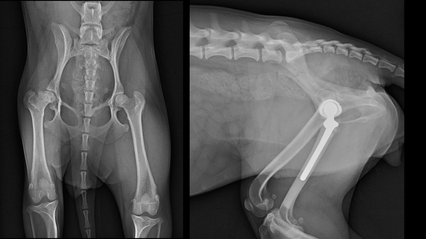 2024_10-Blog_Beierer_Toy_breed_Picture3