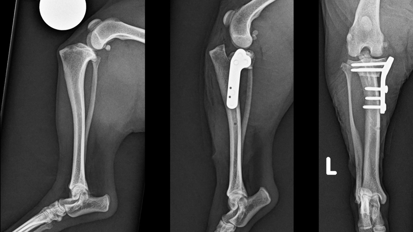 2024_10-Blog_Beierer_Toy_breed_Picture4