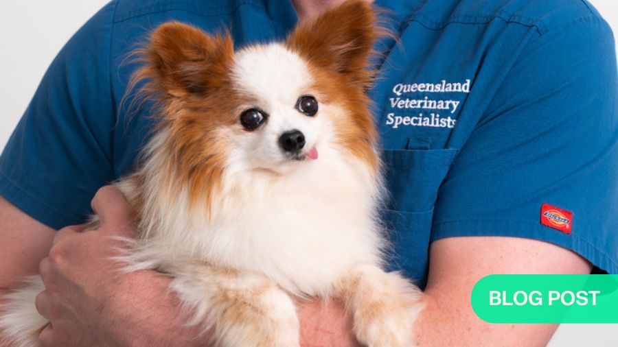 Tiny patients, big issues—orthopedic challenges in toy dog breeds