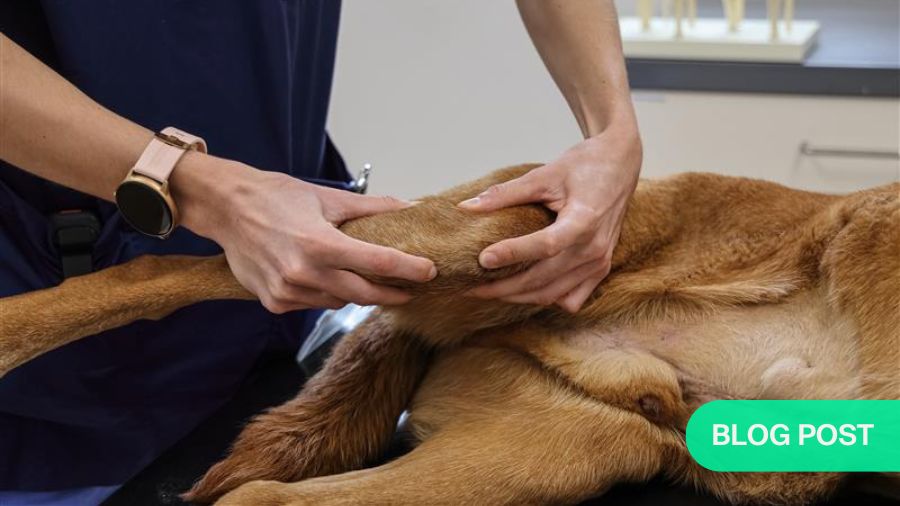 Diagnosing and treating canine lameness, lameness in dogs, Schubladentest