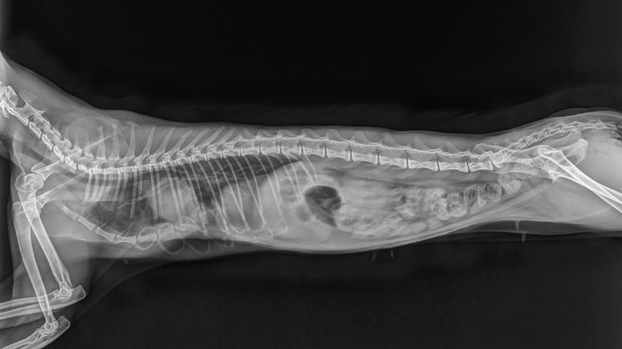Pectus excavatum surgery in a cat - X-ray 1
