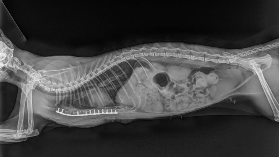 Pectus excavatum surgery in a cat - X-ray 2
