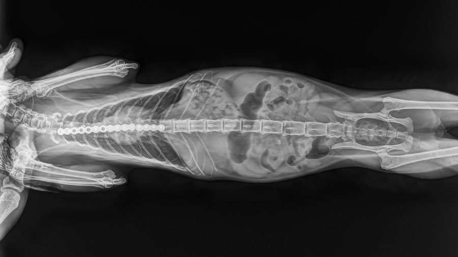 Pectus excavatum surgery in a cat - X-ray 4