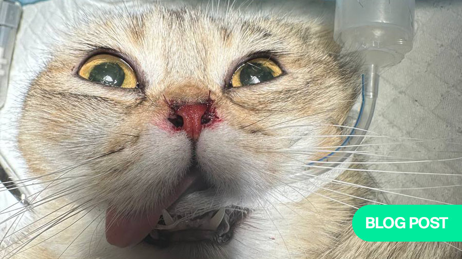When there’s no textbook: performing a rare pectus excavatum surgery in a cat