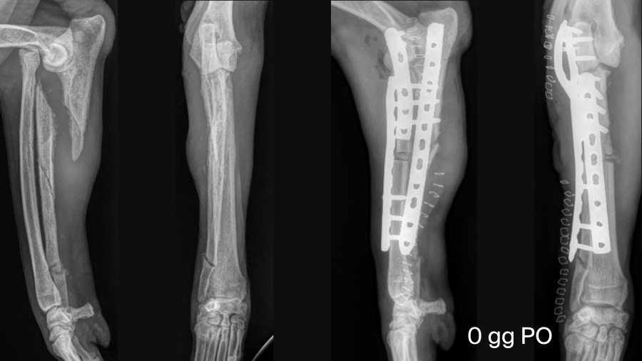 Managing chronic Monteggia fractures in dogs