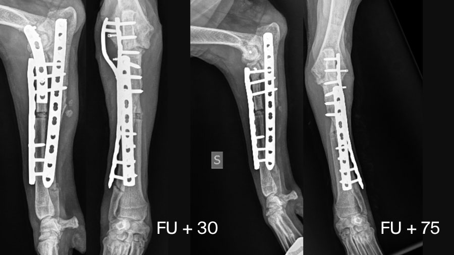 Managing chronic Monteggia fractures in dogs