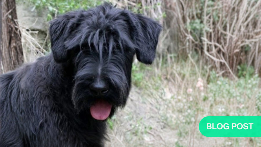 Managing chronic Monteggia fractures in dogs