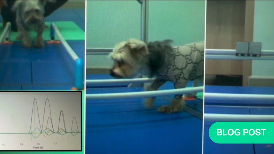 Lameness in dogs: objective gait analysis for functional recovery