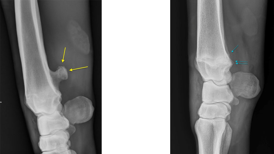 Understanding the physeal spike complex in equine athletes