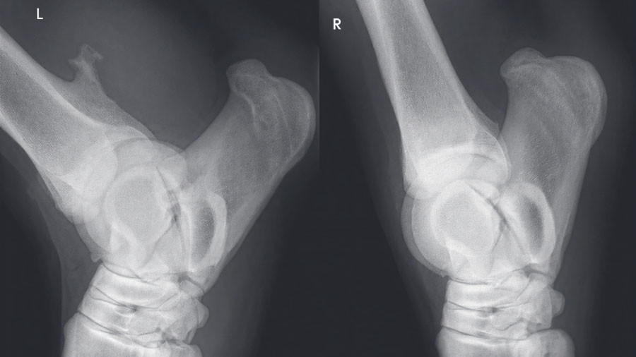 Understanding the physeal spike complex in equine athletes