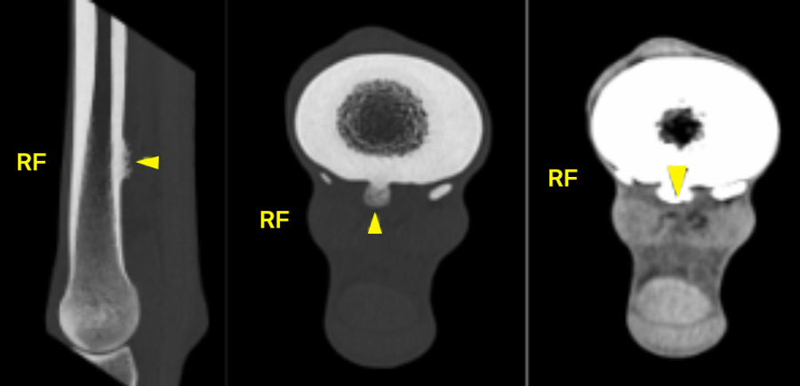 Understanding the physeal spike complex in equine athletes