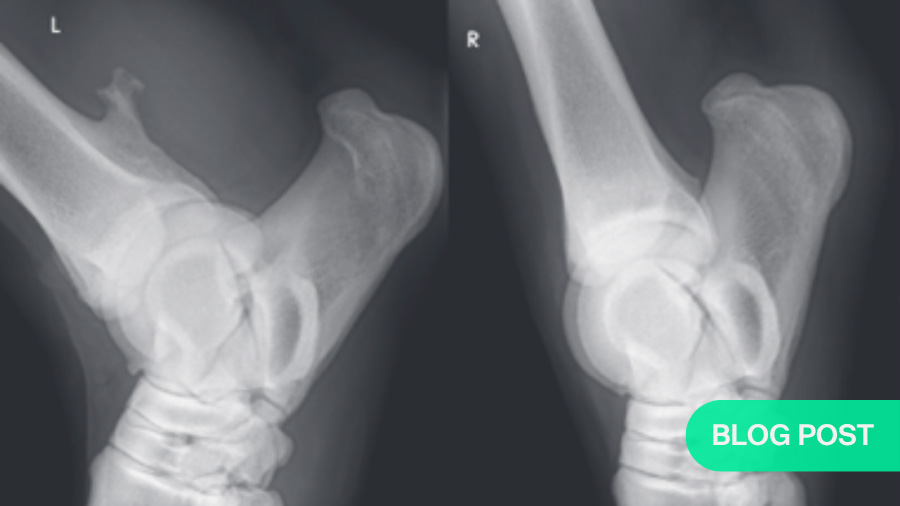 Understanding the physeal spike complex in equine athletes