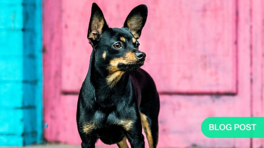 Orthopedic challenges in miniature and toy-breed dogs