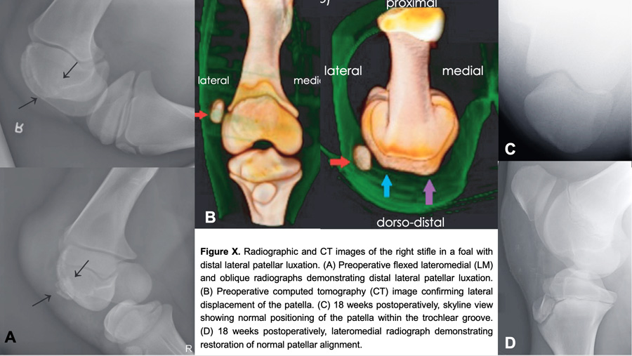 Comprehensive patellar luxation in humans, horses, and dogs