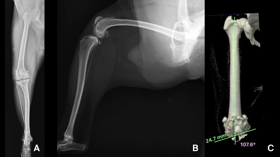 Orthopedic challenges in miniature and toy-breed dogs