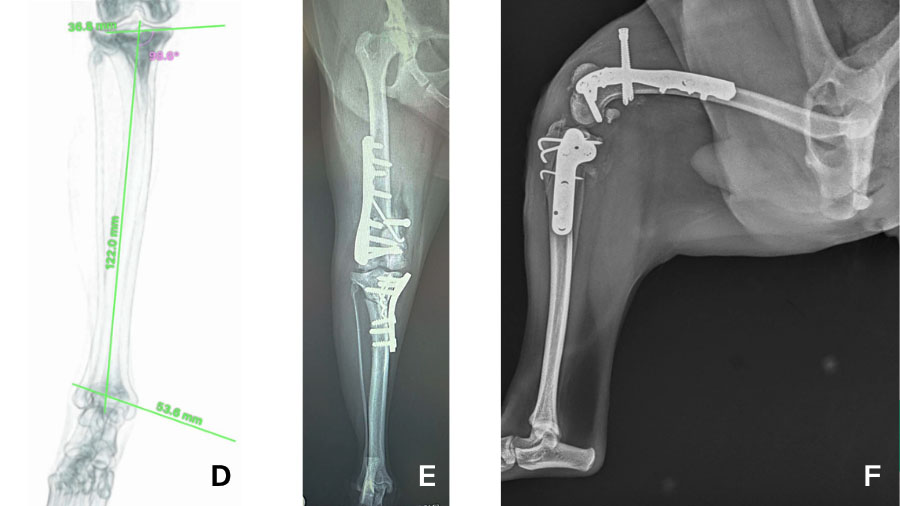 Orthopedic challenges in miniature and toy-breed dogs