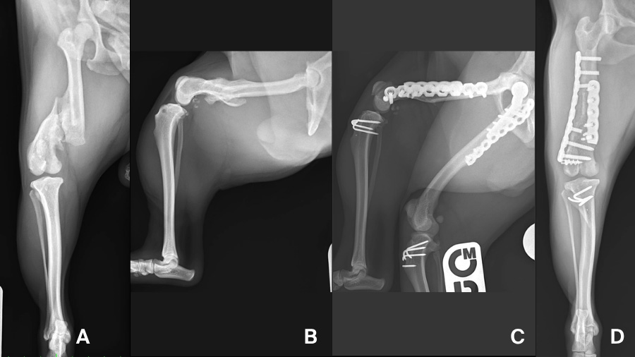 Orthopedic challenges in miniature and toy-breed dogs