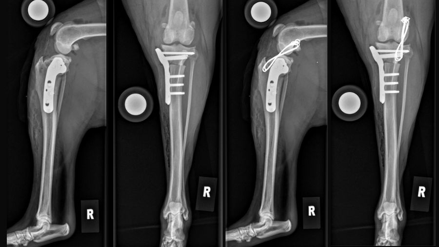 X-rays for lateral suture stabilization to TPLO in dogs with severe rotational instability