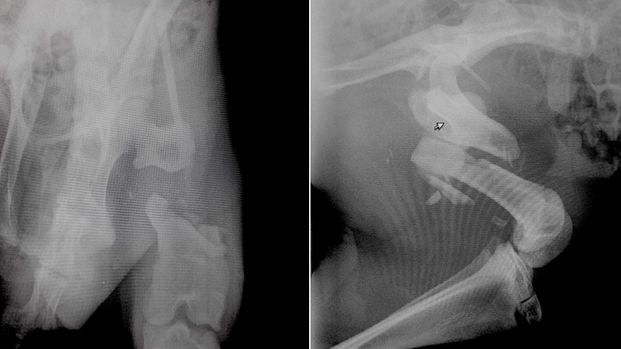 Kangaroo x-ray