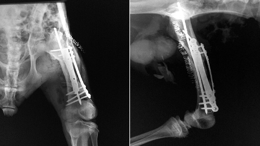 kangaroo x-ray