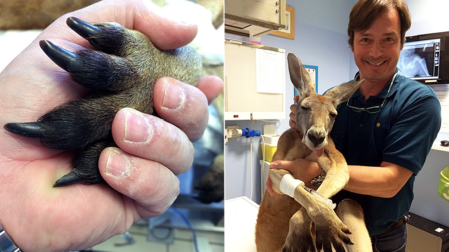 AO Principles gave red kangaroo a new lease on life after injury