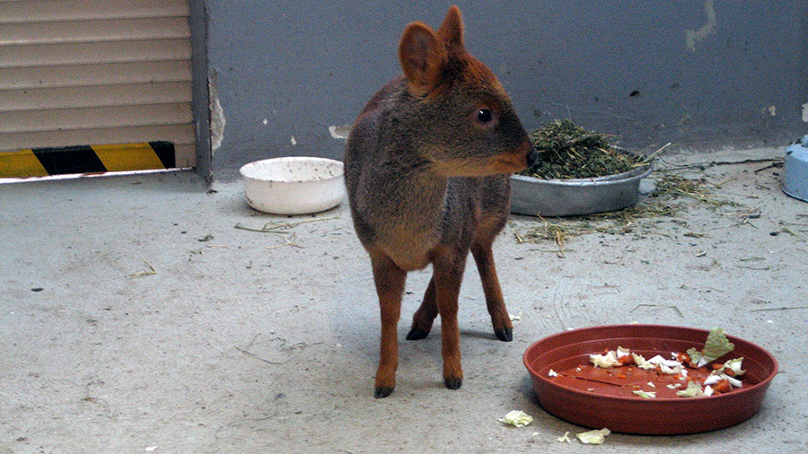 Pudu