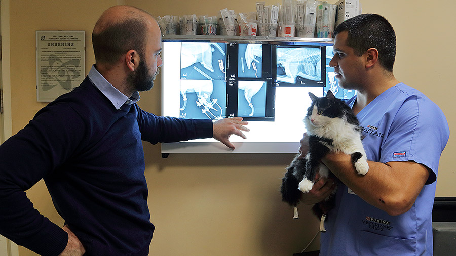 Cat Pooh Vladimir Zlatinov