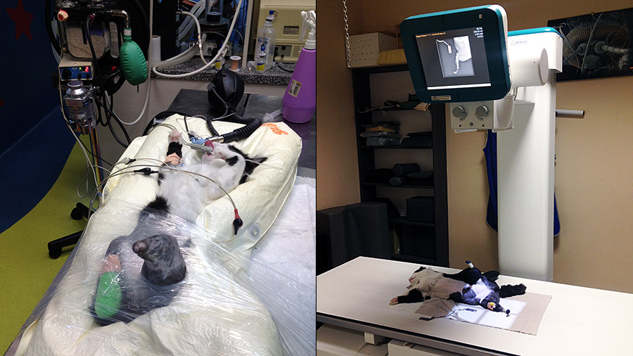 Cat Pooh Vladimir Zlatinov