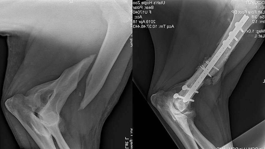 Polar bear Nora x-ray