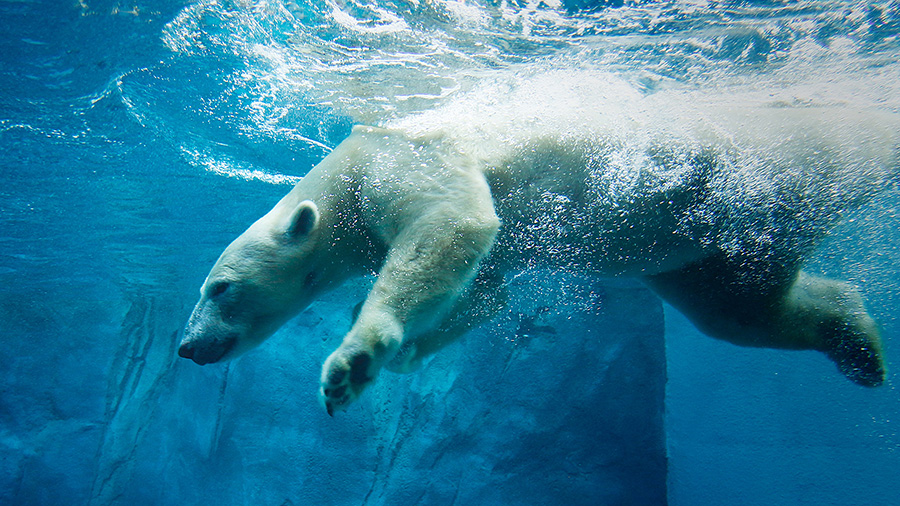 Polar bear Nora on the mend with help of AO VET faculty network