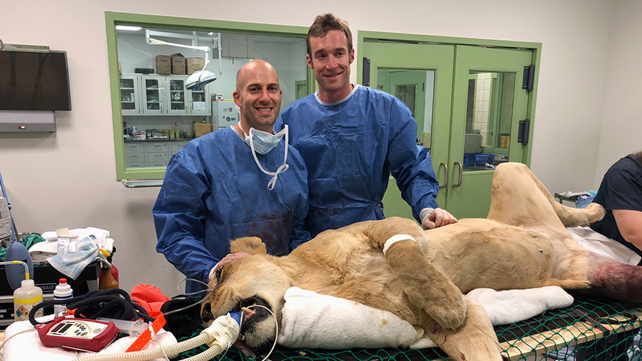 Zoo lioness back in fine form, thanks to cross-specialty veterinary team and the AO principles