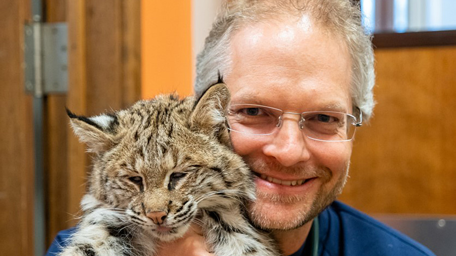 Dirsko von Pfeil, bobcat