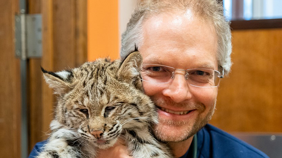 Back to the wild: Surgeon’s skills and rescue’s dedication help young bobcat return ‘home’