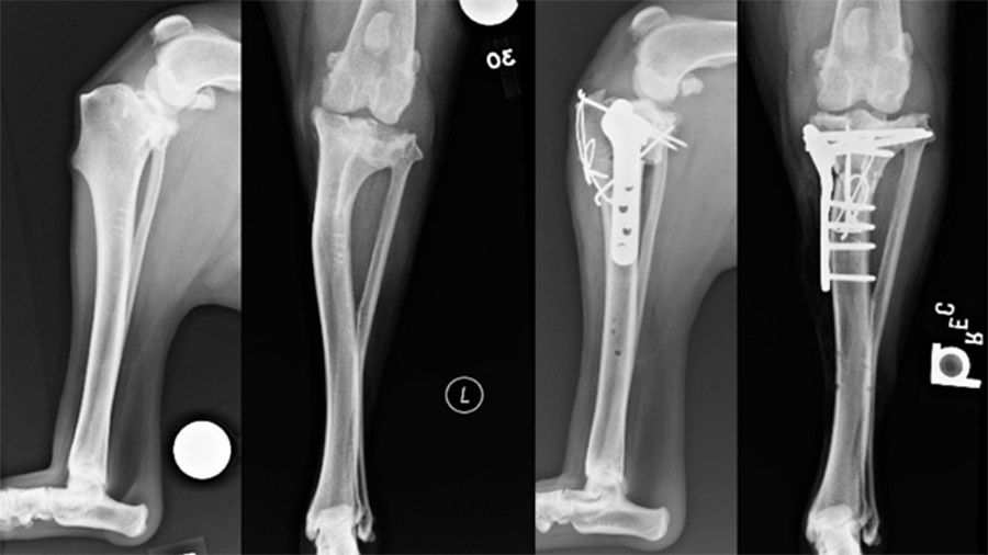 AO VET tibia deformity