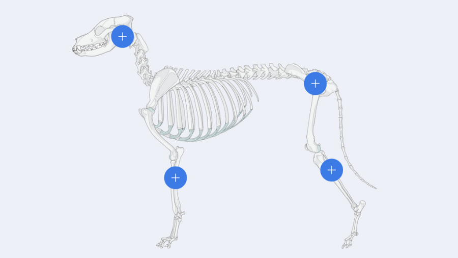 AO Surgery Reference