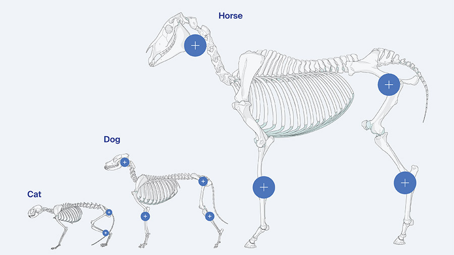 AO Surgery Reference opens access to exclusive veterinary modules