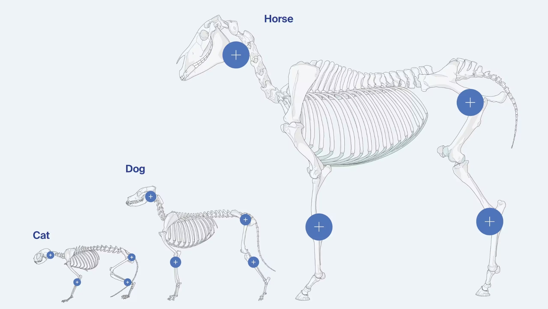 AO Surgery Reference opens access to exclusive veterinary modules