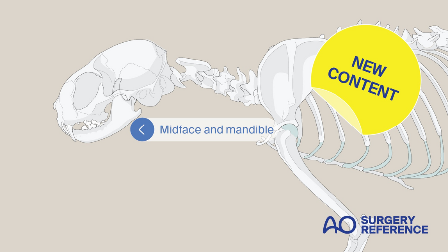 AO Surgery Reference's new cat midface and mandible module